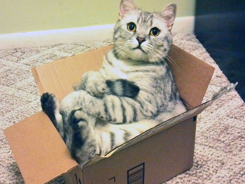 По мнению ученых, страсть к коробкам обоснована биологическими особенностями кошек.