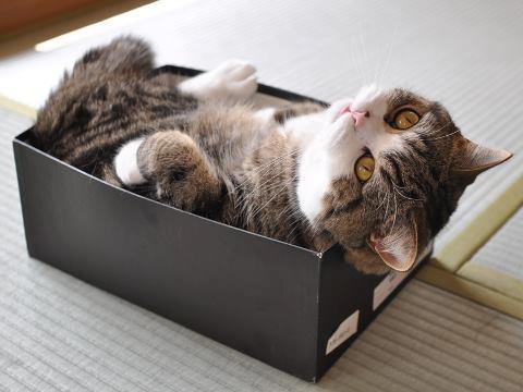По мнению ученых, страсть к коробкам обоснована биологическими особенностями кошек.