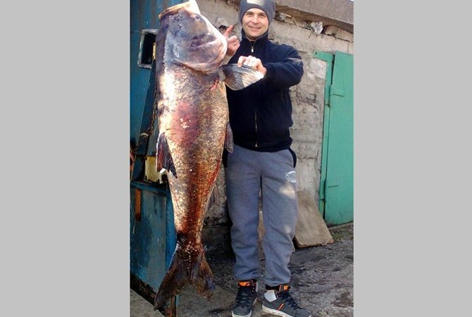 Рыбак Александр Громадский поймал толстолобика весом в 50 кг.