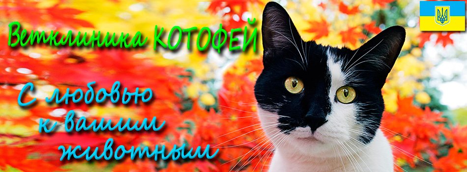 cat_autumn_shapka