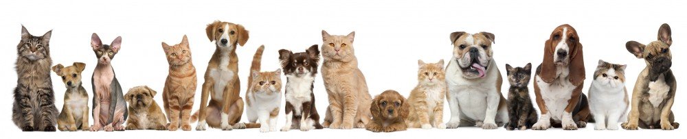 cropped-dogs-cats-banner-large