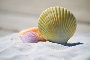 shells-massage-therapy-sand-large