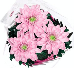 3621935-bouquet-of-pink-chrysanthemums-on-white-background