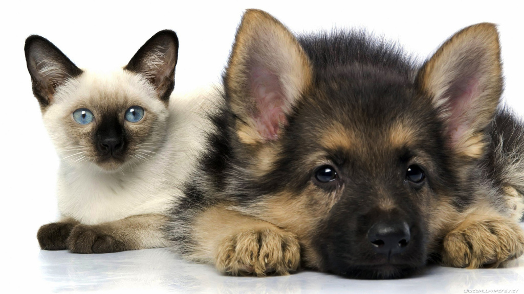 cat-and-dog-1920x1080-010