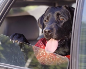 Does-your-dog-love-rides-in-the-car--You-may-soon-need-to-buckle-your-pooch-up-in-New-Jersey-_16001188_800872388_0_0_14074171_500