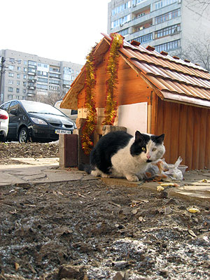 Новости Днепра про В Днепропетровске построили «кошкин дом»