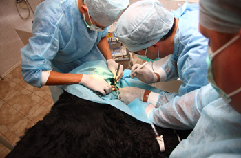 Новости Днепра про Стерилизация  животных в «Ветеринарной клинике на Рабочей»!