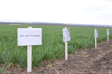 Новости Днепра про На Днепропетровщине заканчивают сев ранних зерновых (ФОТО)