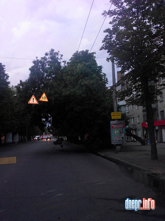 Новости Днепра про В Днепропетровске на улице Титова завалилось дерево (ФОТО)