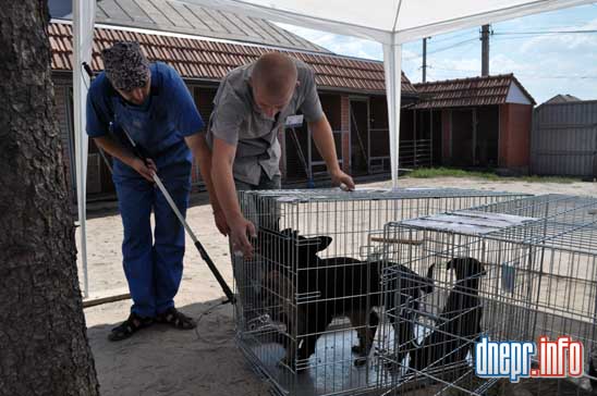 Новости Днепра про В Днепропетровске проходит акция по стерилизации и профилактике бешенства среди бездомных животных (ФОТО)