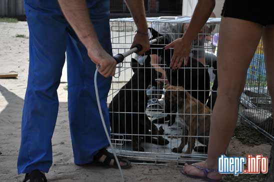 Новости Днепра про В Днепропетровске проходит акция по стерилизации и профилактике бешенства среди бездомных животных (ФОТО)