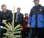 Азаров сажал елки, а Янукович — дубы
