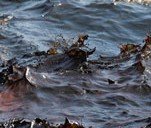 ЧП на Черном море: нефть попала на пляжи Ильичевска и Одессы, пятно идет к Затоке
