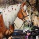 Весенние фотосессии с лошадьми в Днепропетровске