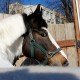Знакомство с лошадьми конно-спортивного клуба «Мустанг»