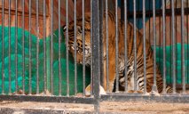 Рада запретила передвижные зоопарки и выставки диких животных