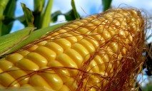Китай пожаловался на качество украинской кукурузы