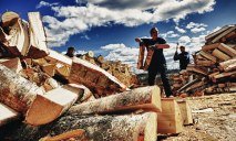 Жителей Днепра призывают бороться с незаконной вырубкой деревьев во дворах