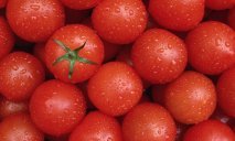 В Украине стартовал сезон низких цен на помидоры