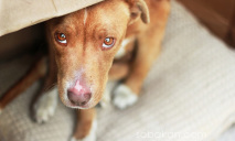 В Днепре пройдет выставка беспородно-бесподобных собак «У дворняжки сердце нараспашку»