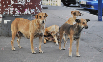 Женщины отловили собак в центре Днепра
