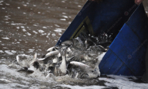 Для спасения Днепра от цветения в реку выпустили 5 тонн рыбы