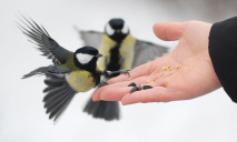 Орнитологи прогнозируют массовую гибель птиц в Днепре