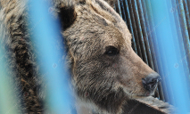 Медведицу из зоозоны Днепра отправили в реабилитационный центр (ФОТО, ВИДЕО)