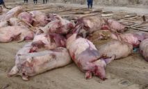 Как африканская чума свиней поразила рынок мяса