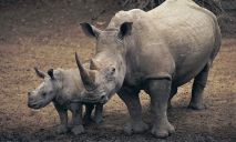 Вместо браконьеров у носорогов срезают рога ветеринары