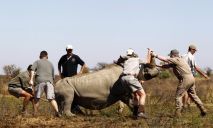 Браконьеры убили самого старого слона и краснокнижного носорога