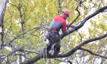 «Зеленстрой» Днепра обвинили в уничтожении деревьев