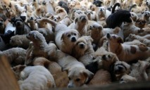 В Днепре похищают собак и увозят убивать в Харьков