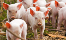 Украинские свиньи заражаются мутирующим вирусом