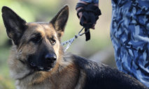 На Днепропетровщине сбежавшего мальчика помог найти полицейский пёс