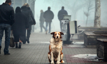 На Днепропетровщине установили запрет на вывоз бездомных животных в Харьков