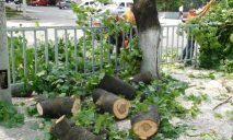 Коммунальщики Днепра продолжают уничтожение деревьев