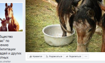 Сообщество по спасению реабилитации лошадей и других животных «Пегас» просит о помощи