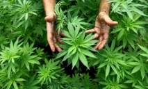 «Ботаник», посадивший более 30 тысяч кустов конопли, разыскивается полицией