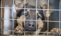 «Зооконтроль» отправляло на стерилизацию уже стерилизованных собак