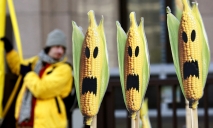 США поставила в Украину 20 тонн зараженной кукурузы