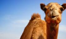 Власти Днепра задумываются над разведением верблюдов