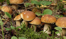 Специалисты предупреждают: на Днепропетровщине растет 15 видов смертельных грибов