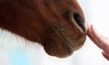 Как чувствуют себя лошади, спасенные днепрянами от смерти