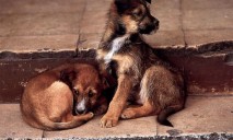 Волонтеры Днепра просят обратить внимание на бездомных животных