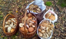 Грибной период: где искать безопасные грибы на Днепропетровщине?