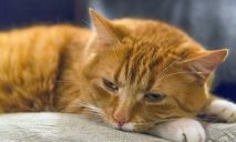 Волонтеры Днепра спасают сбитого кота от инвалидности по вине ветеринара