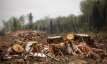 Вырубка лесополосы была пресечена в Днепропетровской области