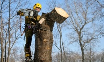 Омоложение деревьев по-днепровски: срезать всю крону и оставить обрубки