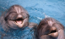 Крымский дельфин «прошел» 7 блокпостов и оказался в днепровском музее